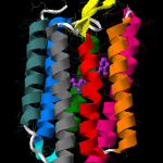 Bacteriorhodopsin_subunit_1X0S_large