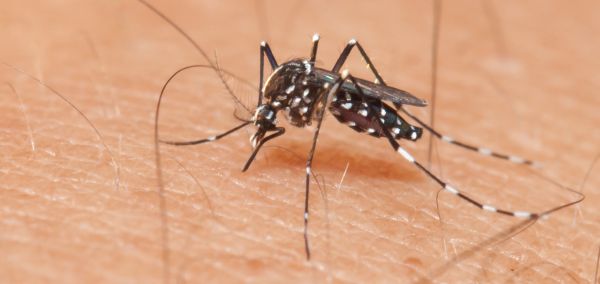 istilaci sivrisineklerle mucadele icin farkindalik yaratilmali sarkac