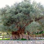 Monumental Olive Tree of Kavousi