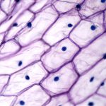 Onion,Epidermis,With,Large,Cells,Under,Light,Microscope.,Clear,Epidermal