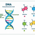 DNA-yapisi