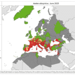 Aedes_albopictus_2025_06_0