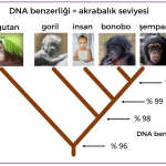 DNA benzerligi2