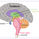beynin-bolumleri-commons