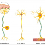 nöron-çeşitleri