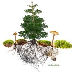 Tree,With,Roots,And,Mushrooms,-,Mycorrhiza