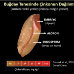 Cinkodagilimi