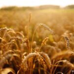 Agriculture,Landscape,With,Ears,Of,Golden,Wheat,At,Sunset.,Autumn