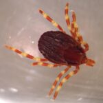 Hyalomma_marginatum