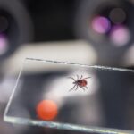 Parasitic,Castor,Bean,Tick,On,Glass,Slide,In,Hand,Of