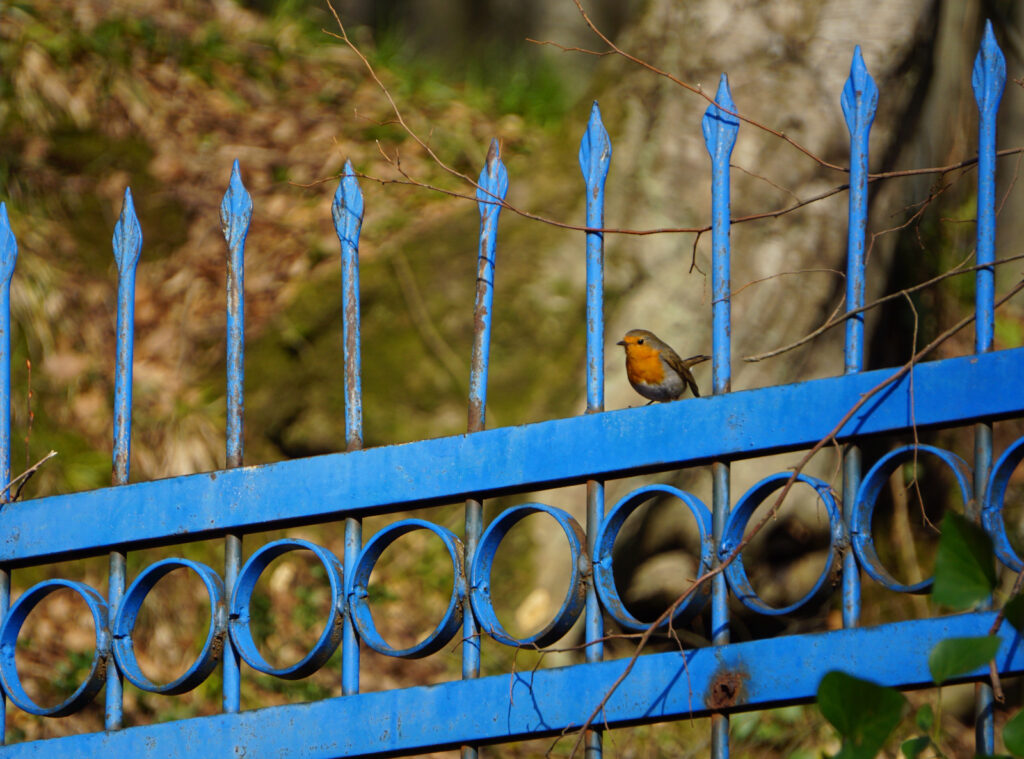 Kuşların değerini biliyor muyuz?