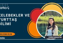 Meraklısına Bilim: Kelebekler ve Yurttaş Bilimi – Evrim Karaçetin