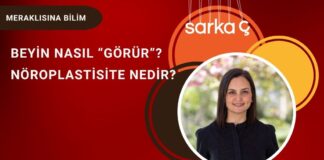Meraklısına Bilim: Beyin nasıl “görür”, nöroplastisite nedir?